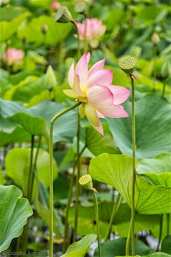 Echo-Park-Lake-lotus-flowers